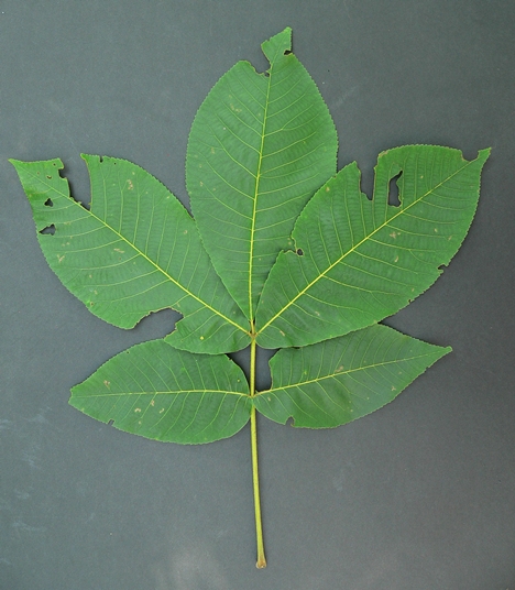 {Carya ovata}